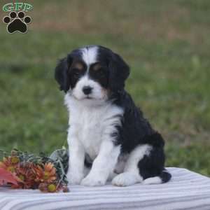 Harvey, Cavapoo Puppy